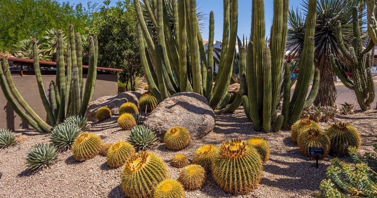 Desert-Botanical-Garden