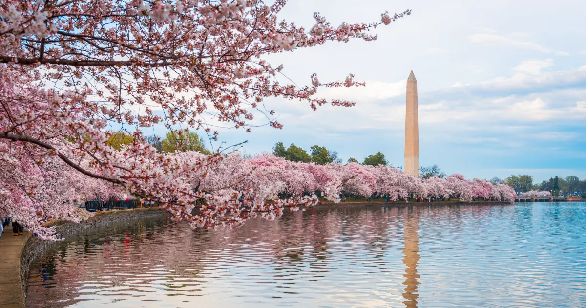 The Cherry Blossoms in Washington DC Were a Gift From Japan